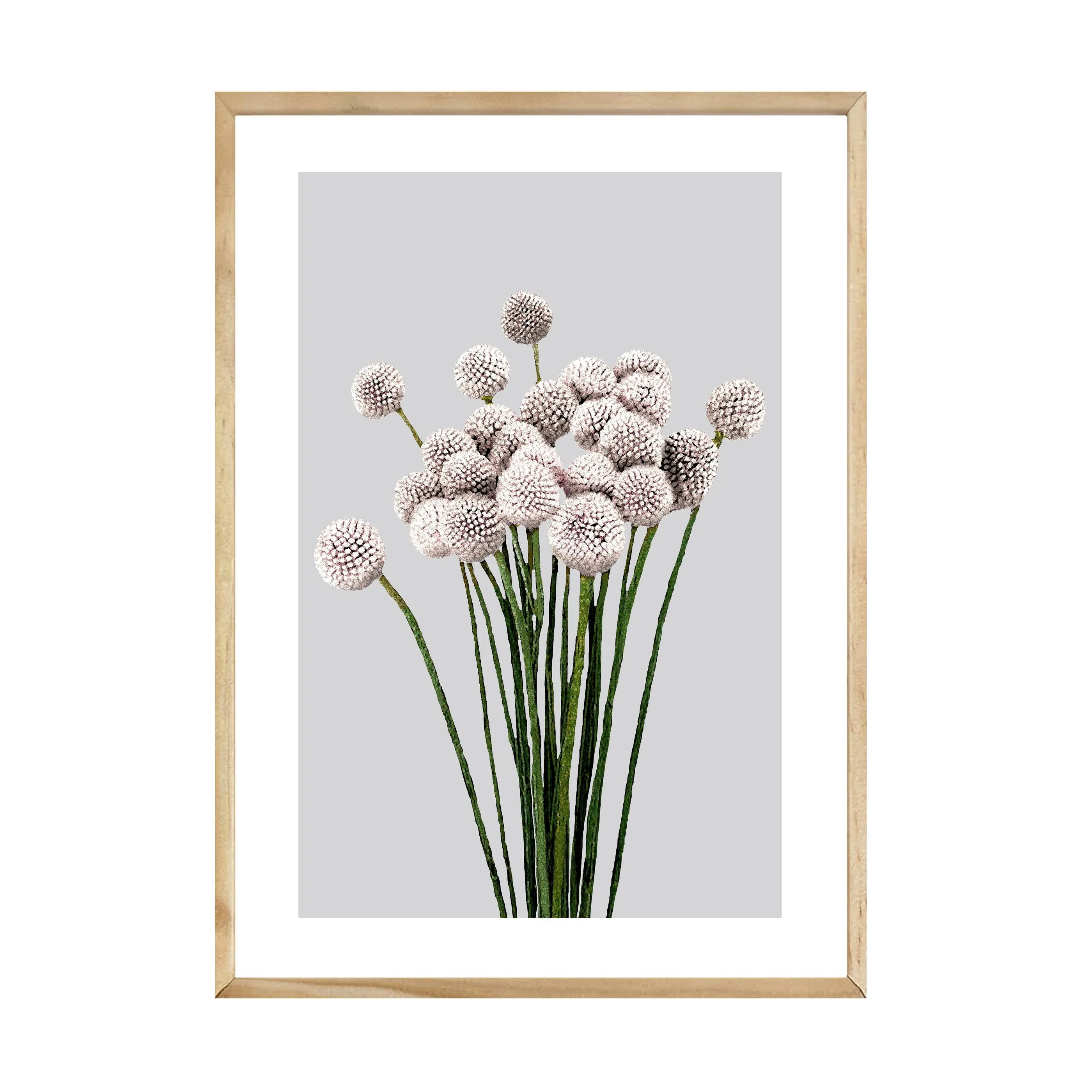 ALLIUM PRINT