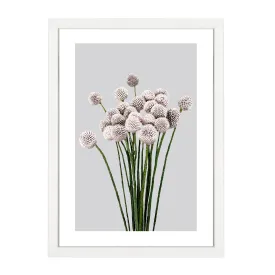 ALLIUM PRINT