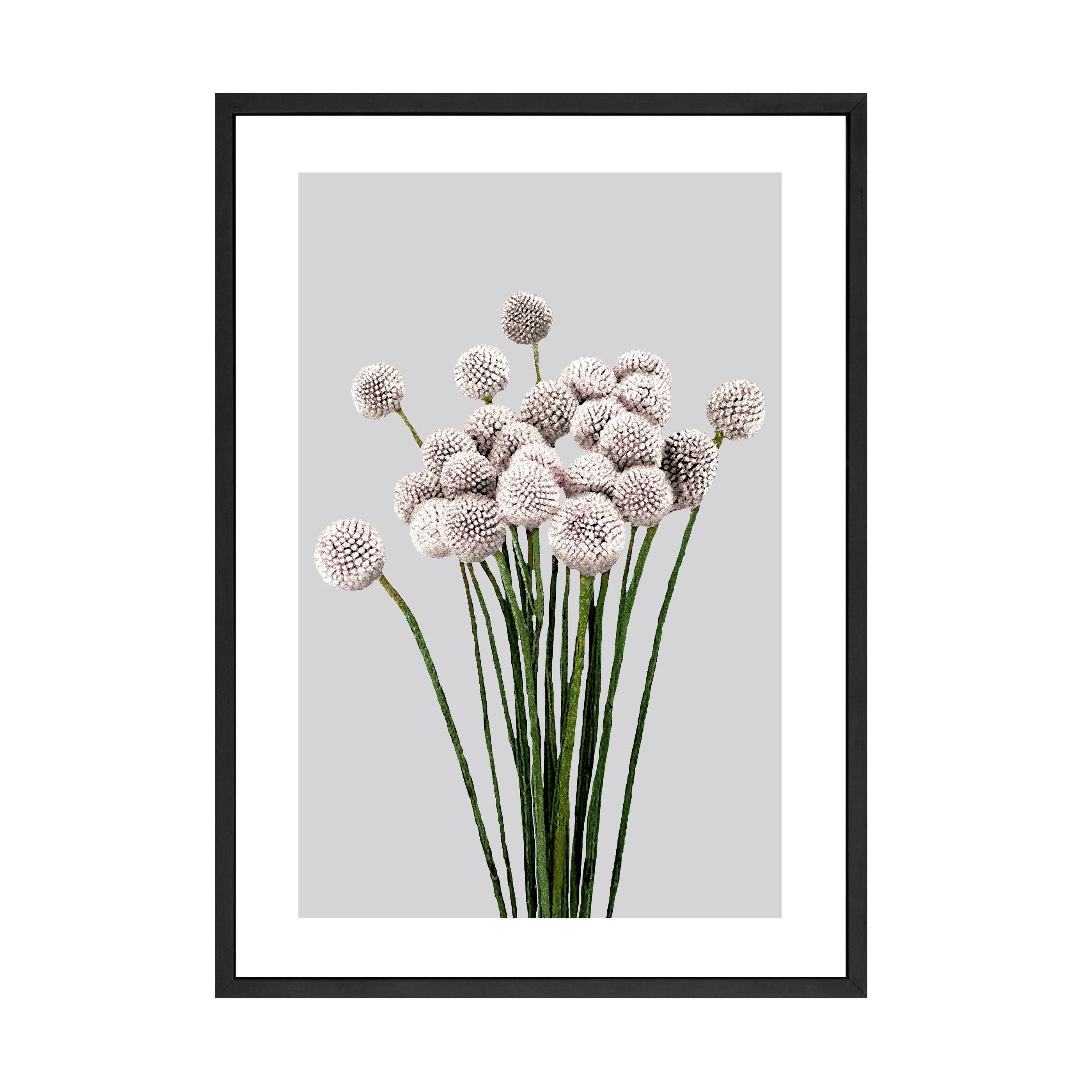 ALLIUM PRINT